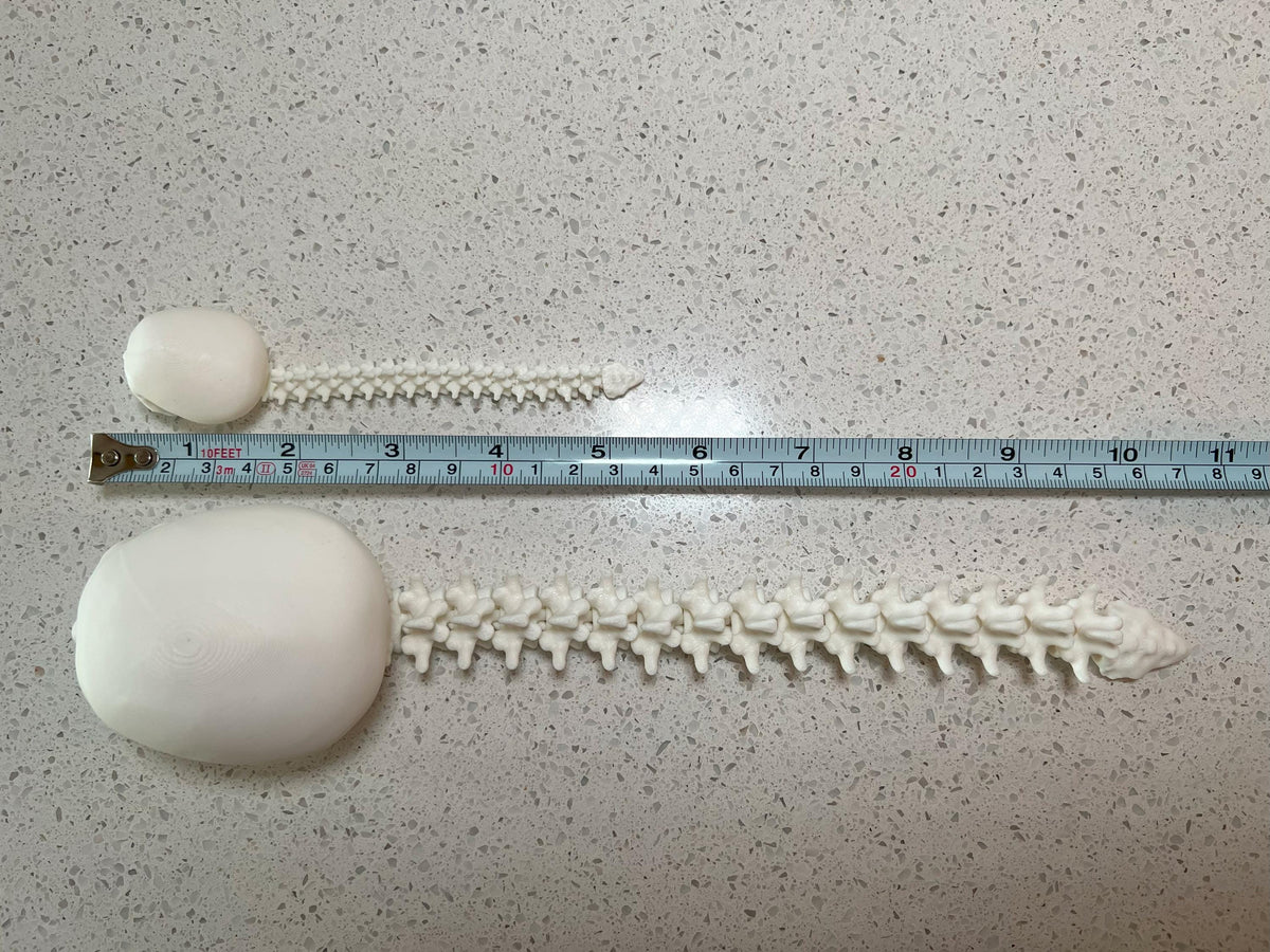 Human Skull with Articulated Spine - Gothic Halloween Decoration & Creepy Prop!