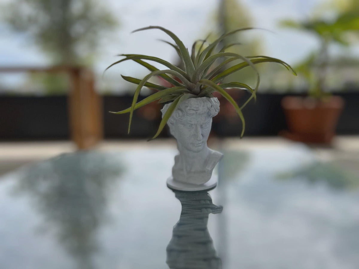 David Planter: Decorative Sculpture for Succulents & Air Plants