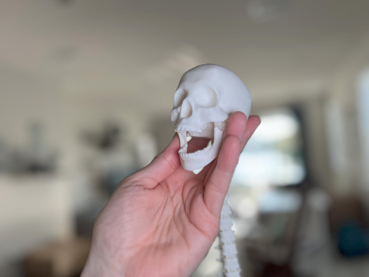 Human Skull with Articulated Spine - Gothic Halloween Decoration & Creepy Prop!
