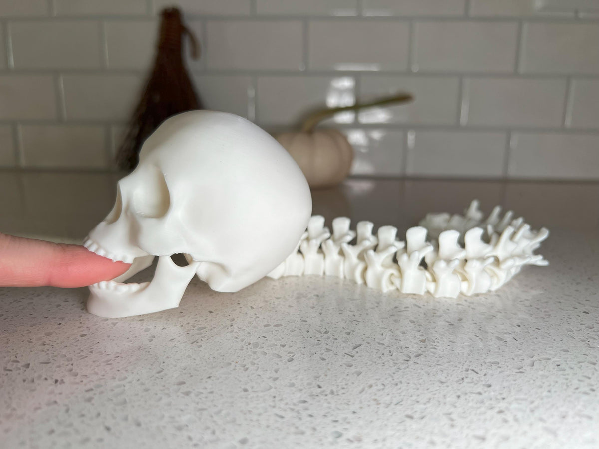 Human Skull with Articulated Spine - Gothic Halloween Decoration & Creepy Prop!