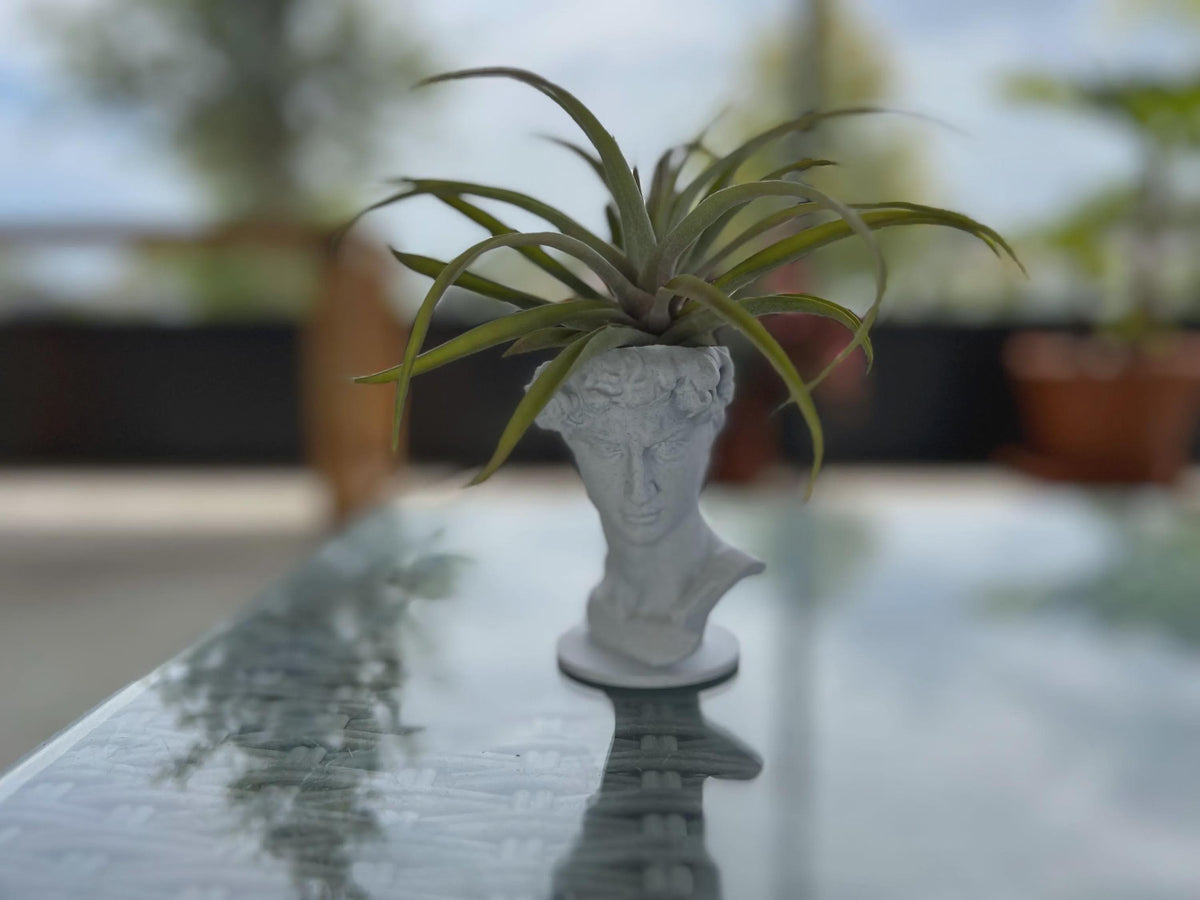 David Planter: Decorative Sculpture for Succulents & Air Plants