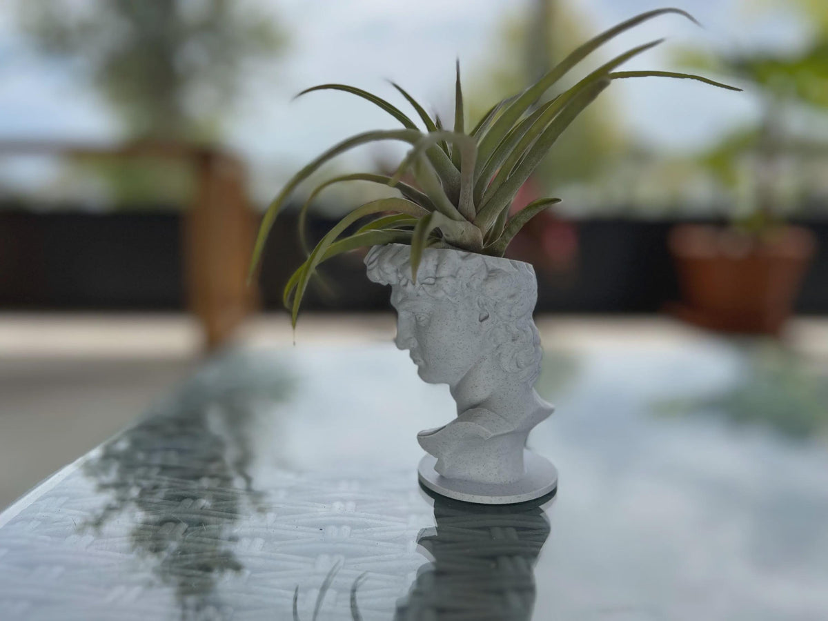 David Planter: Decorative Sculpture for Succulents & Air Plants